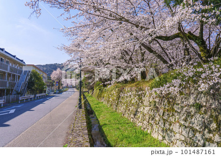 道路沿いに咲く満開の桜(滋賀県大津市園城寺前交差点付近) 道路沿いに咲く満開の桜(滋賀県大津市園城寺前交差点付近) 101487161