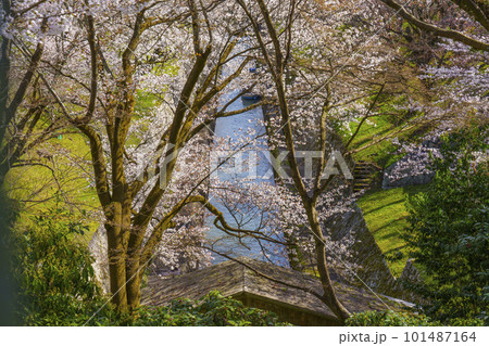 琵琶湖疏水　第1トンネル東口の満開の桜（滋賀県大津市三井寺町） 101487164