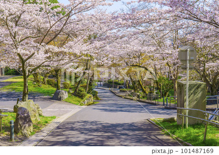 満開の桜で艶やかな薄紅色に染まる春の長等公園（滋賀県大津市） 101487169