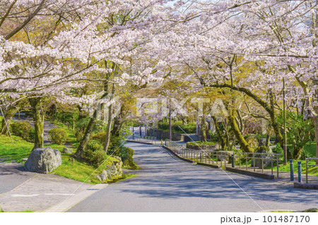 満開の桜で艶やかな薄紅色に染まる春の長等公園(滋賀県大津市) 満開の桜で艶やかな薄紅色に染まる春の長等公園(滋賀県大津市) 101487170