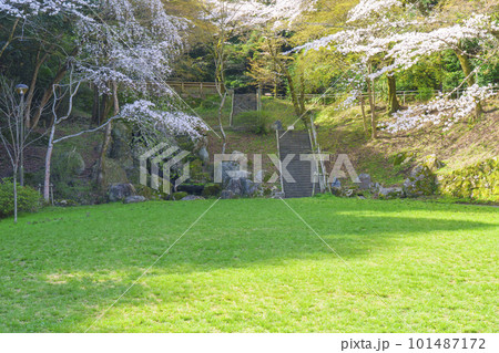 満開の桜で艶やかな薄紅色に染まる春の長等公園（滋賀県大津市） 101487172
