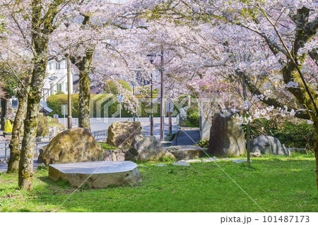 満開の桜で艶やかな薄紅色に染まる春の長等公園(滋賀県大津市) 満開の桜で艶やかな薄紅色に染まる春の長等公園(滋賀県大津市) 101487173