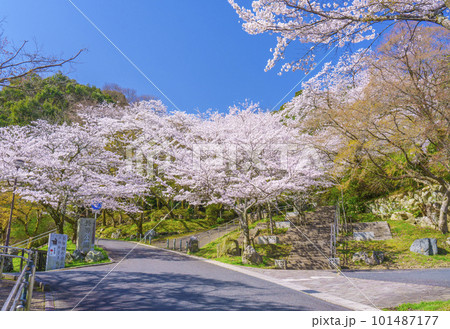 満開の桜で艶やかな薄紅色に染まる春の長等公園(滋賀県大津市) 満開の桜で艶やかな薄紅色に染まる春の長等公園(滋賀県大津市) 101487177