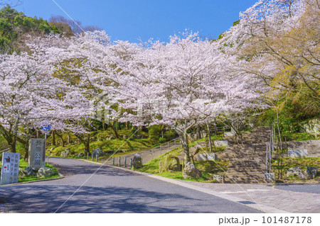満開の桜で艶やかな薄紅色に染まる春の長等公園(滋賀県大津市) 満開の桜で艶やかな薄紅色に染まる春の長等公園(滋賀県大津市) 101487178
