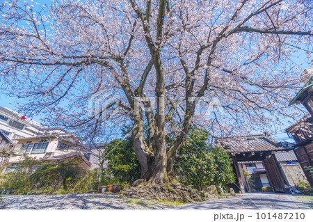 日蓮宗　本長寺　立派な桜の木（ 滋賀県大津市札の辻） 101487210