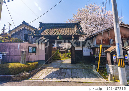 日蓮宗　本長寺　山門　立派な桜の木（ 滋賀県大津市札の辻） 101487216