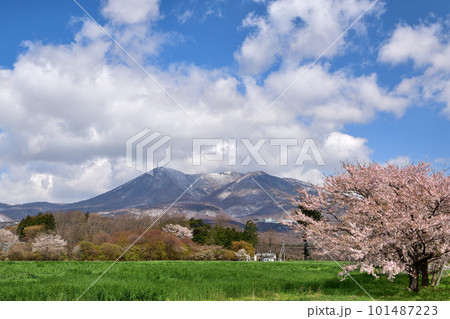 満開の桜と那須岳の風景 101487223
