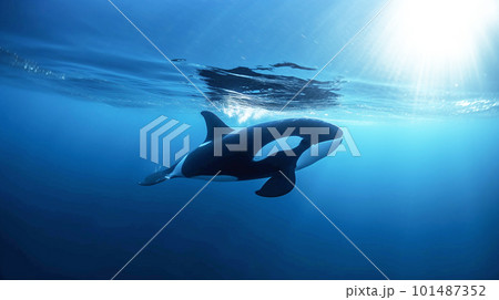 水中のシャチ 水中のシャチ 101487352