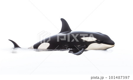 白背景のシャチ 101487397