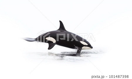 白背景のシャチ 101487398
