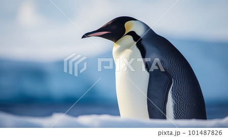 野生の皇帝ペンギン 野生の皇帝ペンギン 101487826