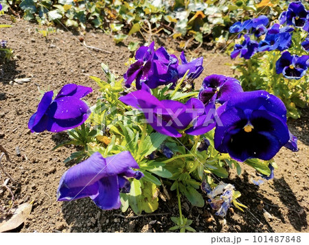 相模湖の湖畔、春の花 101487848