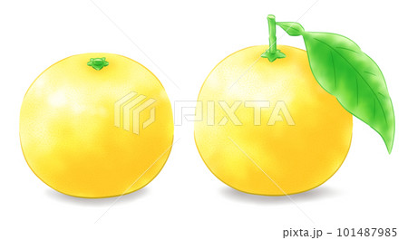 日向夏の葉付き・葉なしのセット(影あり) 日向夏の葉付き・葉なしのセット(影あり) 101487985