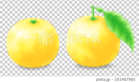 日向夏の葉付き・葉なしのセット(影あり) 日向夏の葉付き・葉なしのセット(影あり) 101487985