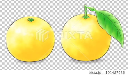 日向夏季套裝有葉/無葉（有陰影），1色線 101487986