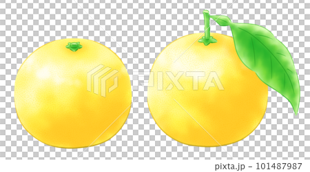 日向夏季套裝帶葉和不帶葉 101487987