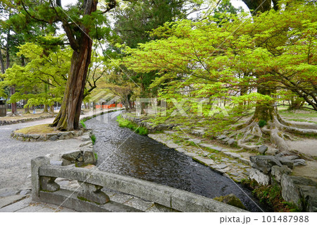 4月の京都市世界遺産 上賀茂神社ならの小川 101487988