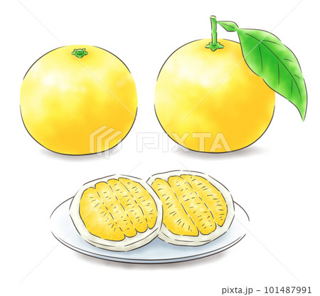 日向夏の葉付き・葉なし・果肉のセット（影あり）・線1色 101487991