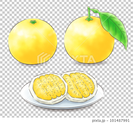 日向夏の葉付き・葉なし・果肉のセット（影あり）・線1色 101487991