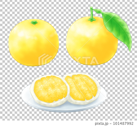 Hyuganatsu with leaves/without leaves/fruit set Hyuganatsu with leaves/without leaves/fruit set 101487992