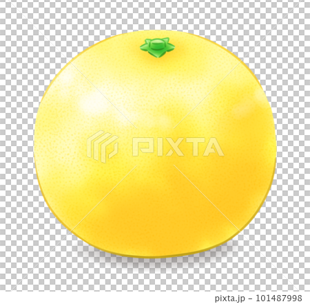 Leafless Hyuganatsu (with shadow) Leafless Hyuganatsu (with shadow) 101487998