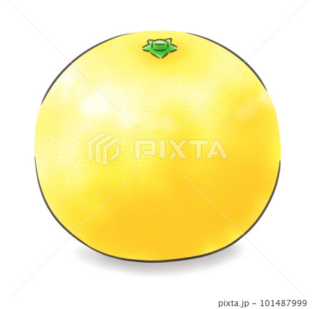 葉なし日向夏（影あり）・線1色 101487999