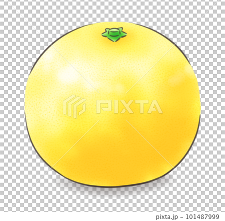 葉なし日向夏（影あり）・線1色 101487999