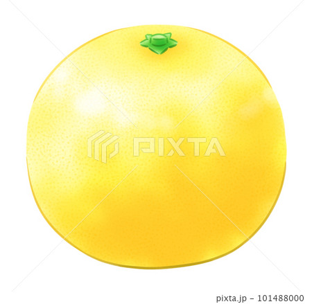 葉なし日向夏 葉なし日向夏 101488000