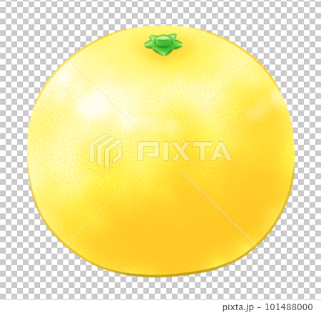 葉なし日向夏 葉なし日向夏 101488000