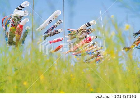フローラルガーデンよさみ、こいのぼりと満開の菜の花〈愛知県刈谷市〉 101488161