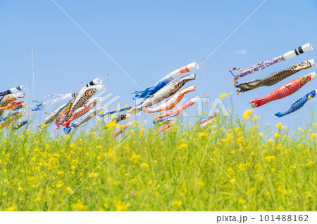 フローラルガーデンよさみ、こいのぼりと満開の菜の花〈愛知県刈谷市〉 101488162