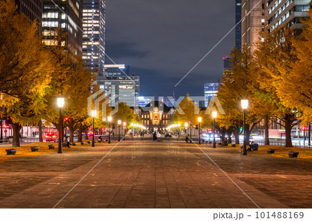 《東京都》秋の東京丸の内・色づくイチョウの行幸通り 101488169