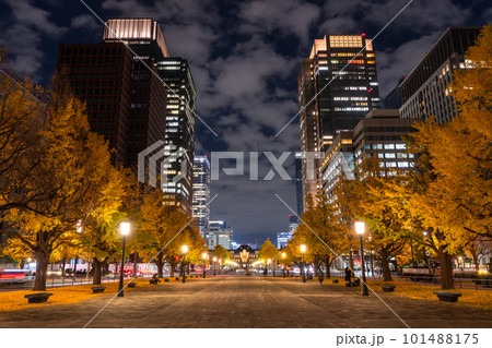 《東京都》秋の東京丸の内・色づくイチョウの行幸通り 《東京都》秋の東京丸の内・色づくイチョウの行幸通り 101488175