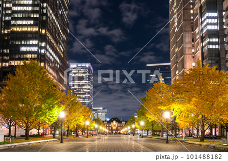 《東京都》秋の東京丸の内・色づくイチョウの行幸通り 《東京都》秋の東京丸の内・色づくイチョウの行幸通り 101488182