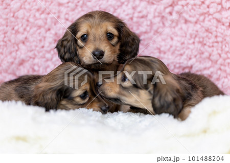 お座りをするカニンヘンダックスフンド 101488204