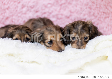 お座りをするカニンヘンダックスフンド お座りをするカニンヘンダックスフンド 101488205