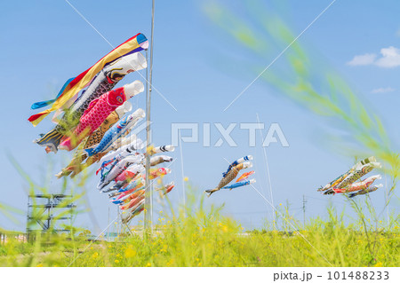 フローラルガーデンよさみ、こいのぼりと満開の菜の花〈愛知県刈谷市〉 101488233