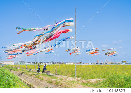 フローラルガーデンよさみ、こいのぼりと満開の菜の花〈愛知県刈谷市〉 101488234