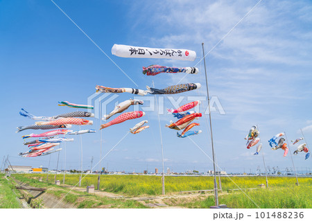フローラルガーデンよさみ、こいのぼりと満開の菜の花〈愛知県刈谷市〉 101488236