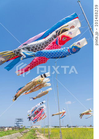 フローラルガーデンよさみ、こいのぼりと満開の菜の花〈愛知県刈谷市〉 フローラルガーデンよさみ、こいのぼりと満開の菜の花〈愛知県刈谷市〉 101488239