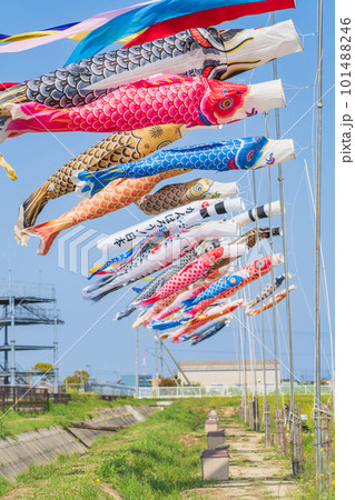 フローラルガーデンよさみ、こいのぼりと満開の菜の花〈愛知県刈谷市〉 101488246