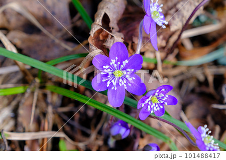 Hepatica is an early spring flower with multiple blue and purple blossoms growing on the forest floor. The first spring forest flowers. beautiful 101488417