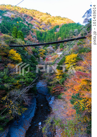 紅葉に包まれた吊橋　(しゃくなげ橋から観える風景)　(樅木の吊橋)　(五家荘)(熊本県八代市泉町) 101489014