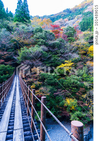 紅葉に包まれた吊橋　(しゃくなげ橋から観える風景)　(樅木の吊橋)　(五家荘)(熊本県八代市泉町) 101489015