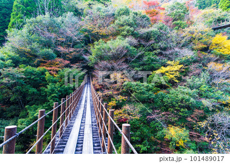 紅葉に包まれた吊橋 (しゃくなげ橋から観える風景) (樅木の吊橋) (五家荘)(熊本県八代市泉町) 紅葉に包まれた吊橋 (しゃくなげ橋から観える風景) (樅木の吊橋) (五家荘)(熊本県八代市泉町) 101489017