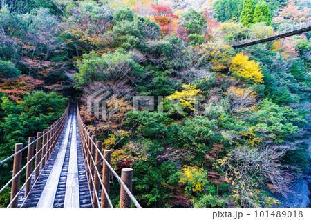 紅葉に包まれた吊橋 (しゃくなげ橋から観える風景) (樅木の吊橋) (五家荘)(熊本県八代市泉町) 紅葉に包まれた吊橋 (しゃくなげ橋から観える風景) (樅木の吊橋) (五家荘)(熊本県八代市泉町) 101489018