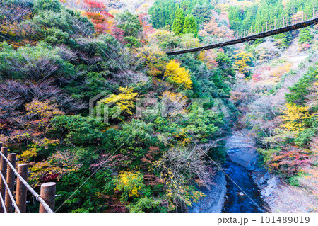 紅葉に包まれた吊橋　(しゃくなげ橋から観える風景)　(樅木の吊橋)　(五家荘)(熊本県八代市泉町) 101489019