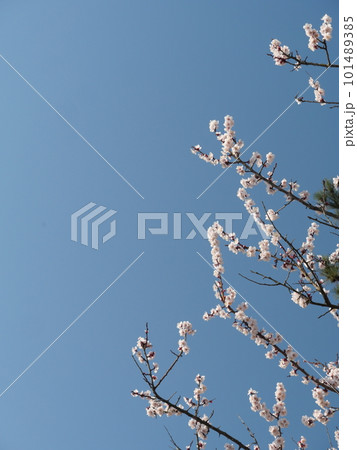 青空と白い花 101489385