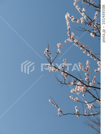 青空と白い花 青空と白い花 101489386