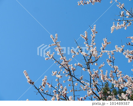 青空と白い花 青空と白い花 101489387
